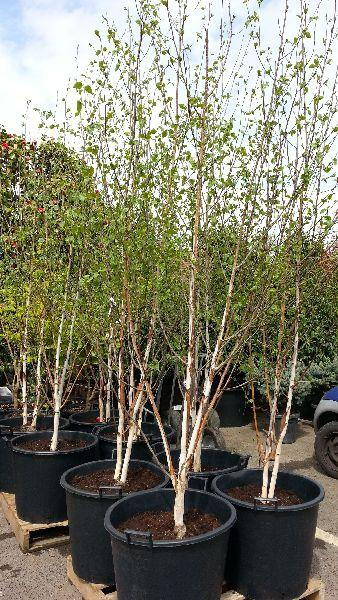 Betula Jacquemontii, Multistemmed Silver Birch, London UK - for sale at our london garden centre & online.