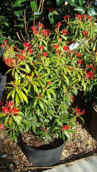 Pieris Forest Flame - buy online from our London garden centre, UK