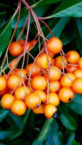 Pyracantha Orange Charmer Autumn Berries for sale online UK
