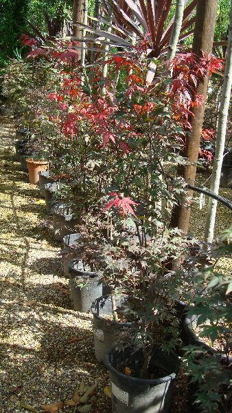 Acer Palmatum Fireglow. Buy Online, UK