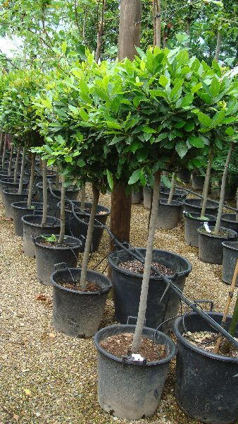 Bay Tree, Lollipop Topiary trees offer to buy online, UK