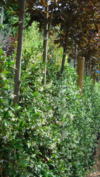 Climbing Hedge of Star Jasmine or Trachelospermum Jasminoides - Paramount Plants garden centre and online shop, UK