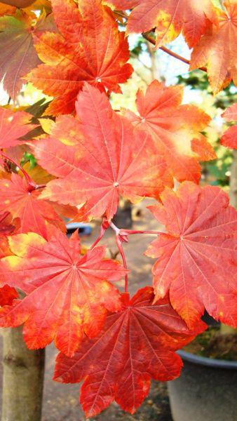 The Golden Shirasawa Maple Tree is for sale at our London garden centre