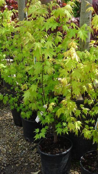 Acer Palmatum Orange Dream, Acer specialists London UK - for sale, nationwide delivery UK.