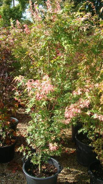 Acer Palmatum, Orido Nishiki, Acers Specialists - nationwide delivery UK