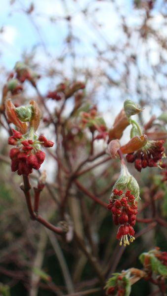 Acer Palmatum Japonicum Aconitifolium Flower, Spring Flowering, UK