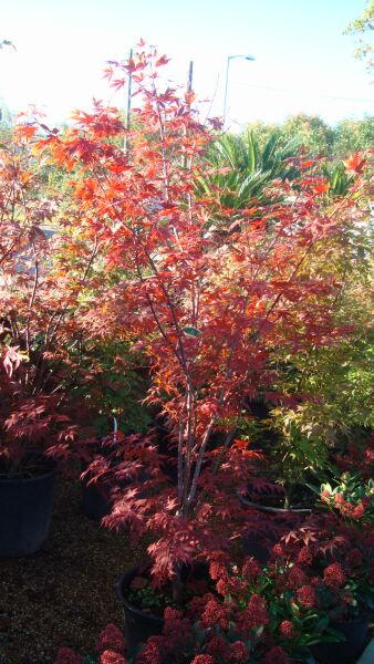 Acer Palmatum Atropupureum, Acer Specialists UK tree nursery - Acers for sale UK.