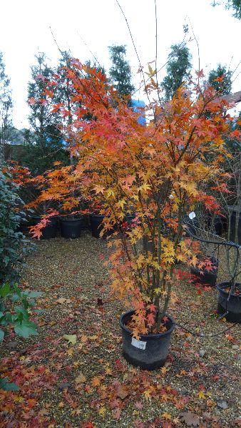 Acer Palmatum, Trees, Paramount Plants. We sell online. 
