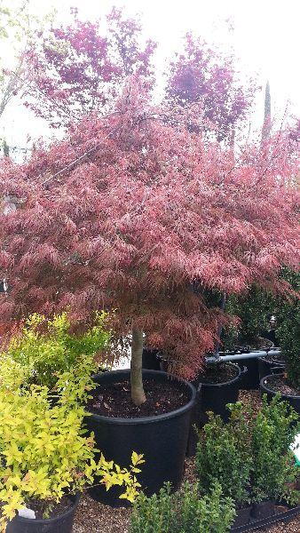 Acer Palmatum Dissectum Garnet Specimen, Acers UK