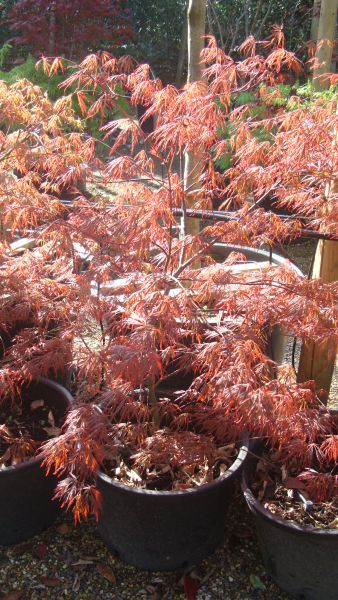 Acer Palmatum Dissectum Garnet, Spring & Summer Foliage - for sale, nationwide delivery UK