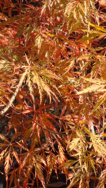 Acer Palmatum Dissectum Ornatum, Red Foliage for sale in London and online with nationwide delivery UK. 