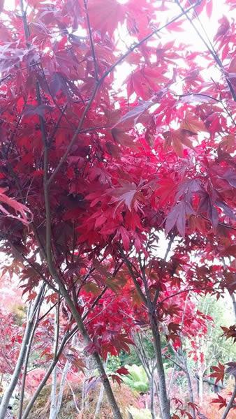 Acer Palmatum Fireglow in Autumn - beautiful bright red leaves, buy online UK