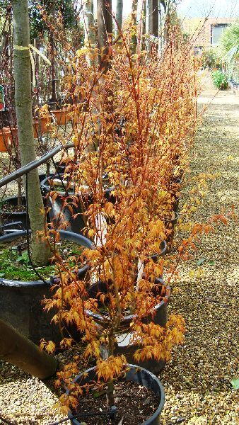 Acer Palmatum Katsura Spring Foliage, Acer Specialists