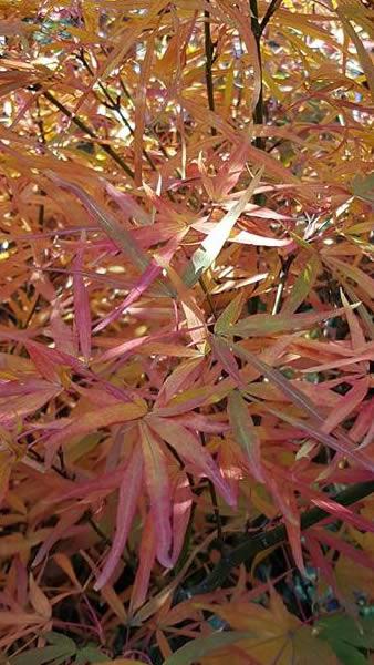Acer Palmatum Red Pygmy autumn leaves, buy online UK