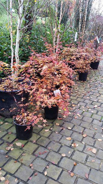 Acer Palmatum Shindeshojo Tree, UK