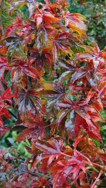 Autumnal colours of Japanese Acer Palmatum Shishi gashira trees, UK