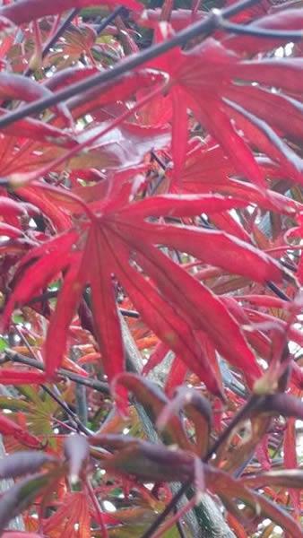 To buy Acer Palmatum Trompenburg Foliage in late Autumn, brilliant autumn colour - London & UK