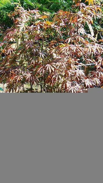 Acer Palmatum Trompenburg, Red foliage acers, Trees and Shrubs London UK. We sell online.