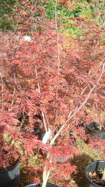 Fro sale Acer Palmatum Trompenburg Tree, Acer Specialists  - London & UK.