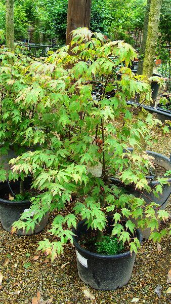 Acer Palmatum Tsumagaki, early Summer Foliage