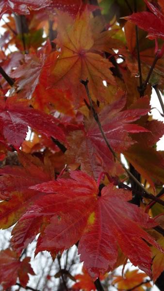 Palmate leaves of the Japanese Downy Maple Tree for sale UK