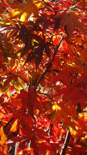 Acer Palmatum Osakazuki, Autumn Colours, Paramount Plants. We sell in London and online.