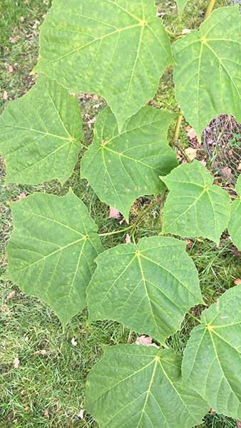 Acer rufinerve, snake bark maple tree foliage detail, buy online UK delivery