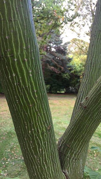 Acer Rufinerve - detail of the trunk - this tree is also known as Snake Bark Maple