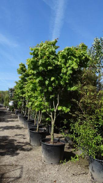 Acer Vitifolium Trees, UK