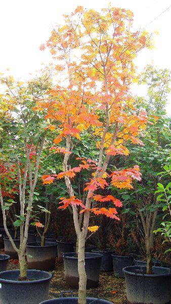 Acer Palmatum Japonica Vitifolium, Japanese Acers UK