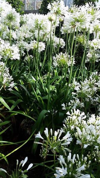 African white lily plants, Agapanthus Albus, for sale, London garden centre, UK