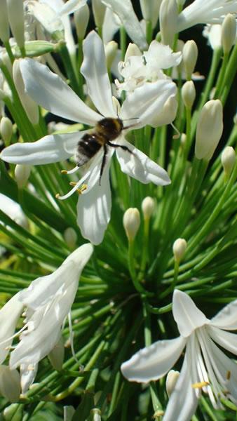 Agapanthus White African lily is loved by bees, buy online UK