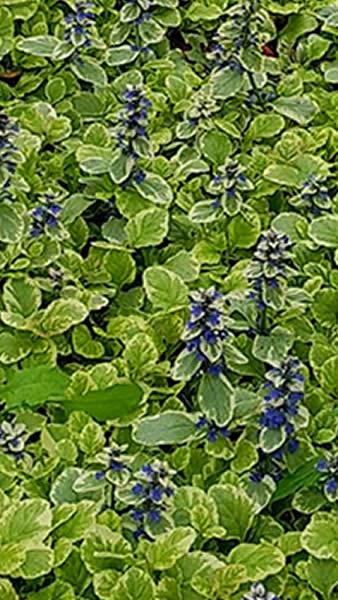Perennial for ground cover, Ajuga Reptans Golden Beauty plants for sale online UK