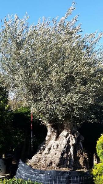 Olive Trees, Evergreen Trees, UK - Buy 1 Get 1 Free!