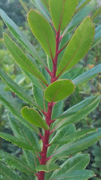 Arbutus Unedo Foliage close-up