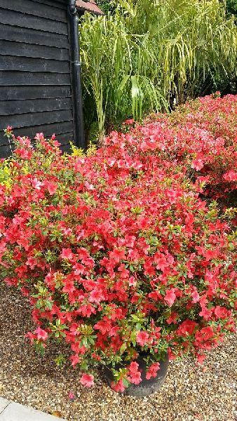 Azalea Japonica Aladdin Scout, Flowering Azalea, Uk