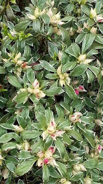 Azalea Japonica Variegated Shrub, Flowering Shrubs, UK