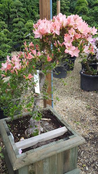 Peach Flowering Satsuki Azalea, evergreen trees for sale online UK delivery