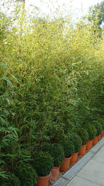 Golden Bamboo plants for sale online at our Bamboo specialist nursery in the UK