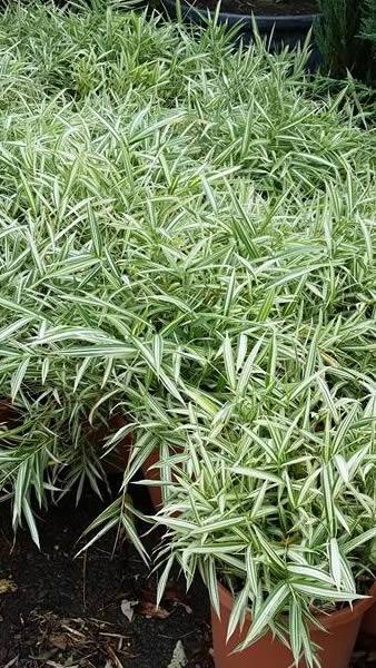 Bambus Pleioblastus simonii Variegatus, variegated Bamboo for sale at our London plant centre, buy online UK