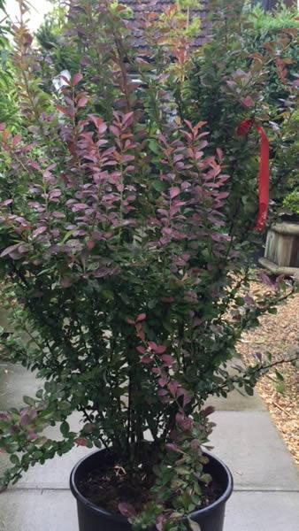 Berberis Thunbergii f.atropurpurea Red Rocket shrubs, these are 60-80cm tall and display very colourful foliage. Buy online UK delivery.