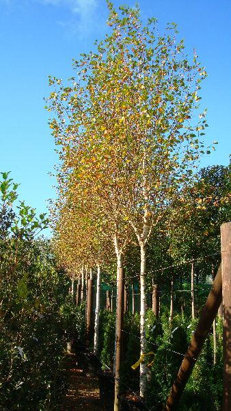 Betula Jacquemontii Autumn Foliage