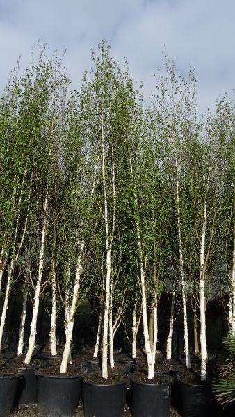 White Stemmed Silver Birch Tree, Trees UK