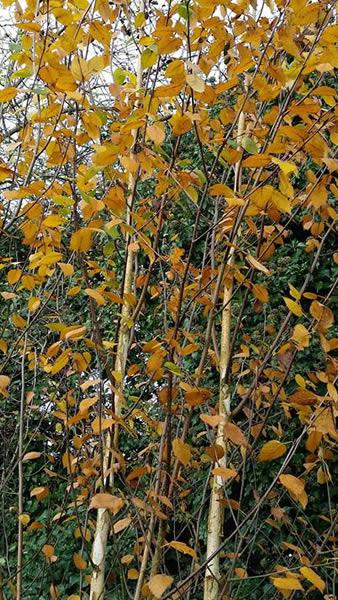 Himalyan Birch Tree Multistemmed with autumn coloured foliage - for sale online at our London garden centre, UK delivery.