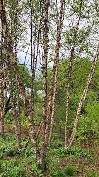 Betula Nigra trees with Springtime foliage - small grove of River Birch trees