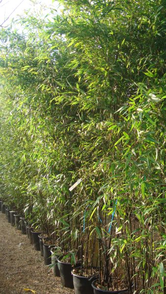 Black Stemmed Bamboo Plants, Bamboos London UK - For sale UK