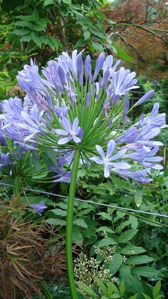 Agapanthus Blue Flowering, buy online for UK delivery