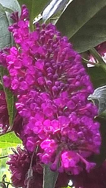 Buddleja Davidii Royal Red, RHS AGM, buy online UK