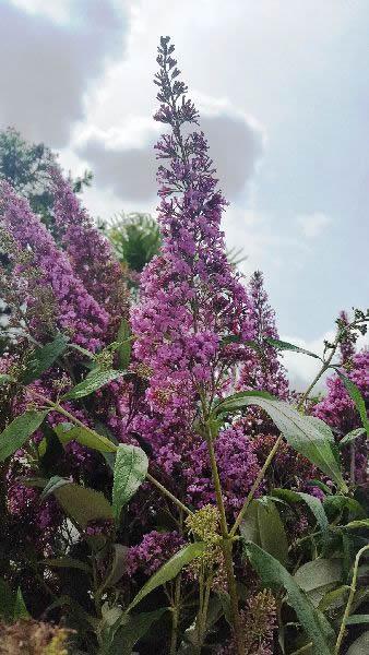 Buddleja Pink Delight, Butterfly Bush for sale online with UK wide delivery.
