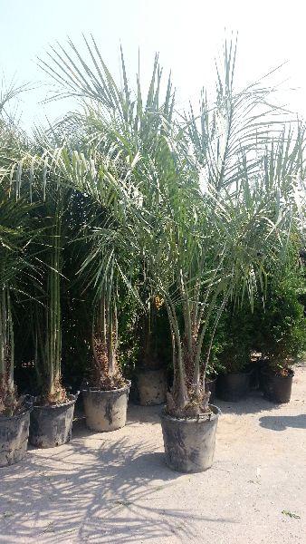 Butia Capitata, the Pindo Palm, for sale online